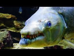 The Top 10 Most Dangerous Aquarium Fish Giant Fangs Poisonous Mucus Electric Shock And More Tiger Fish Aquarium Fish Monster Fishing