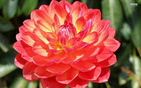 Dahlia Beautiful Flower Names Beautiful Flowers Dahlia Flower
