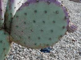 How to pick and eat prickly pear fruit. Scale On A Prickly Pear Cactus Cactus Jungle