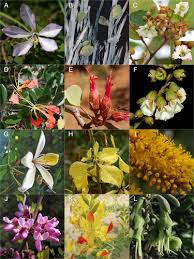 Image result for Adenolobus pechuelii