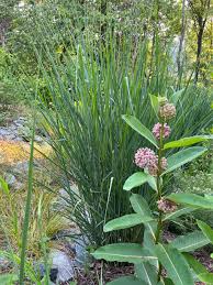 Image result for Asclepias foliosa