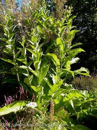 Image result for Inula mannii