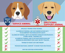 While The Definitions Of Service Dogs And Emotional Support Dogs Are Different Both Types Of A Emotional Support Animal Psychiatric Service Dog Service Animal