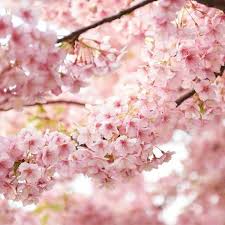 Japan S Beautiful Pink Cherry Blossoms Japankuru Pink Sakura Kawaii Flowers Japan Spring Springcolors Cherryblossoms Blossoms Japan Spring Japan Pink