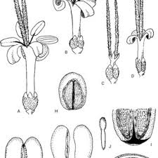 Image result for Anthospermum usambarense