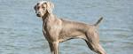 Weimaraner Dog Breed Information - American Kennel Club