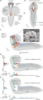 How neurons communicate with each other at synapses. Synaptic Transmission Parallels Neuromodulation In A Central Food Intake Circuit Elife