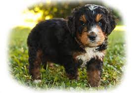 Beautiful Bernedoodle Pups For Sale Bernedoodle Bernesemountaindog Bernese Doodle Poodle F1b Puppy Bernedoodle Puppy Bernedoodle Bernese Mountain Dog