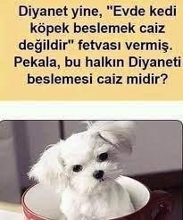 aylin ayyildiz adli kullanicinin candostlarimiz panosundaki pin ozlu sozler guzel soz hayvanlar