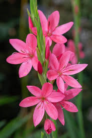 Image result for Watsonia