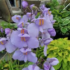 Image result for Utricularia tortilis
