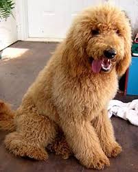 Standard Poodle Not All Fru Frued Up I Like Them Way Better Without The Funky Haircut Poodle Puppy Standard Apricot Standard Poodle Poodle Puppy