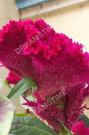 Celosia Cristata Red Pink Maroon Cockscomb Flowers Colorful Flowers Flowers Garden Compost