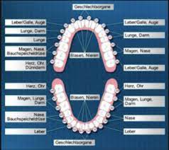 An Jedem Zahn Hangt Ein Organ Zahnarztpraxis Emmersbergers Webseite