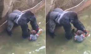 1 background 1.1 development 1. Cincinnati Zoo Video Shows Harambe The Gorilla Holding Hands With The Boy Daily Mail Online