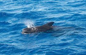 Dolphins are able to hold their breath for several minutes but typically they breathe about 4 or 5 times every minute. How Can Whales Dolphins Hold Breath For So Long Underwater