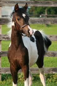 Black And White Paint Horses For Sale In Texas Pin By Susie Hassett On Horse Horses Black Arabian Horse Horse Love