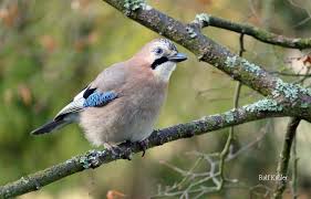 Wir haben ihnen die steckbriefe und stimmen der 25 häufigsten wintervogel bestimmen meisen im vergleich nabu tannenmeise einheimische vogel vogel als. Stunde Der Wintervogel Vom 10 12 Januar Thuringen Im Blick