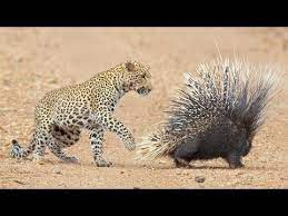 Translate hindi word धोखेबाज़ in english with its transliteration. Leopard Takes On And Fights Porcupine Youtube