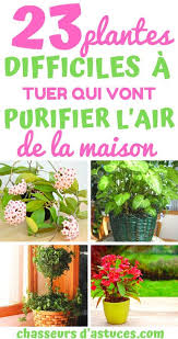 23 Plantes Difficiles A Tuer Qui Vont Purifier L Air De La Maison Plante Parterre De Fleurs Astuce Jardin