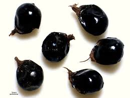 Seeds of jackfruit are recalcitrant and do not. Orthodox Intermediate And Recalcitrant Seed Center For Plant Conservation