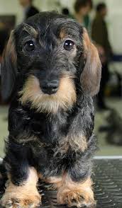 Black And Tan Wire Haired Dachshund Puppy Adorable Dachshund Dog Wire Haired Dachshund Wirehaired Dachshund Puppy