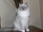 The Blue Mitted Ragdoll Cat - Description and Photos