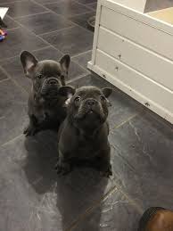 Indiana puppy breeders and indiana puppies for sale, k9stud has them all. French Bulldog Puppies For Sale Indianapolis In 324009