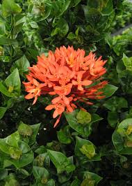 Image result for Ixora laurentii