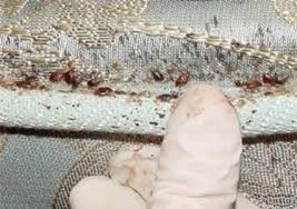 Finding out what works before attempting any treatments is also. Bed Bugs City Of Detroit