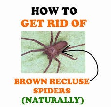 Bleach is also able to whiten whites, discolor colored products and even sweep up the dead spider and throw it away. How To Get Rid Of Brown Recluse Spiders Naturally Bugwiz