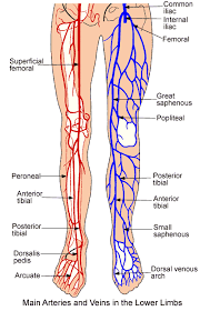 Use the model select icon above the anatomy slider on the left to load different models. Lower Extremity Anatomy Parts And Functions New Health Advisor