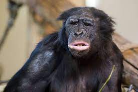 What animal has the closest dna to humans. 9 Animals Who Have More In Common With Humans Than You Think The Dodo