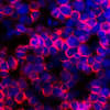 Story image for Cord Blood Stem Cell Research Facts from UCLA Newsroom