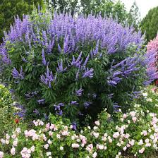 Image result for Vitex