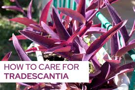 Image result for Tradescantia