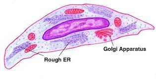 Diagram of artery with smooth muscle. Muscle Cell Diagram Labeled Koibana Info