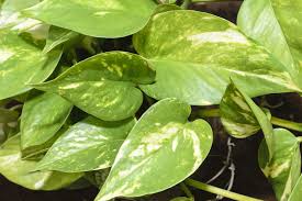 It can handle low light and as long as you water it once a week, it'll keep on. Ivy Arum Poisoning In Cats Symptoms Causes Diagnosis Treatment Recovery Management Cost