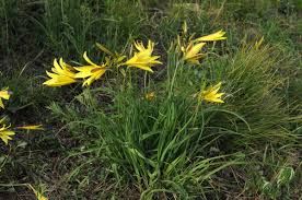 Image result for Asphodelaceae