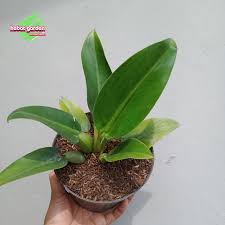 Philodendron Katak Philodendron Martianum Shopee Indonesia