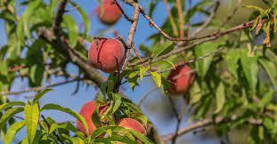 There are several reasons why fruit trees or shrubs may not bear fruit, but you can sift through the though i want to keep this column on the high road, i still have to say that the first problem to. Peach And Cherry Problems Not Caused By Diseases Or Insects University Of Maryland Extension