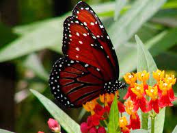 Mariposa Roja Imagenes Y Fotos Mariposas Bonitas Papel Pintado De Mariposa Mariposas Rojas