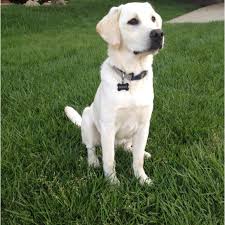 Yellow Lab 6 Months Old Dog Heaven Labrador Retriever Animals