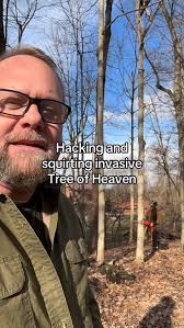 A chainsaw can be a very important habitat management tool. Here, we’re  using it to hack Tree of Heaven so we can apply herbicide to the cuts, and  to girdle and fell Sugar Maples so we can create ...