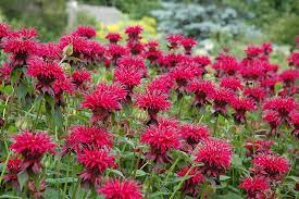 Raspberry Wine Beebalm Monarda Raspberry Wine In Long Lake Wayzata Orono Minnetonka Eden Prairie Minnesota Mn At Otten Bros Garden Center