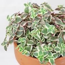 Image result for Crassula maputensis