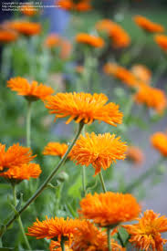 Pin On Flower Garden