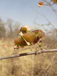 Image result for Combretum paniculatum