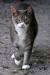 Dilute Calico Tabby