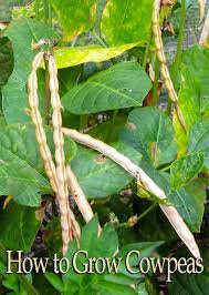 How To Grow Cowpeas Black Eyed Peas